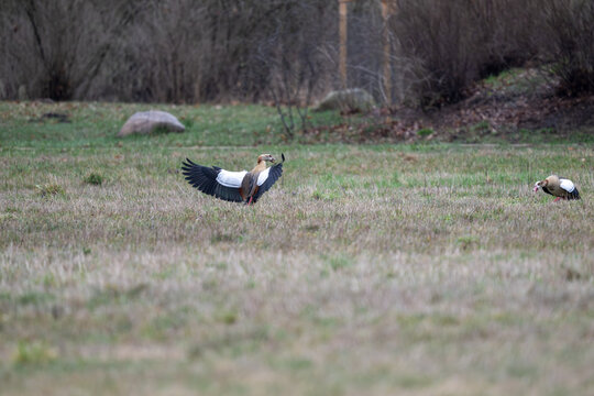 Nilg&auml;nse  bei der Balz, sie jagen sich und k&auml;mpfen