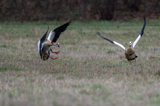 Nilg&auml;nse  bei der Balz, sie jagen sich und k&auml;mpfen