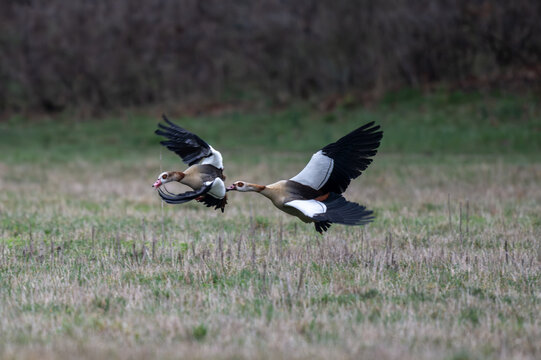 Nilg&auml;nse  bei der Balz, sie jagen sich und k&auml;mpfen