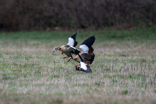 Nilg&auml;nse  bei der Balz, sie jagen sich und k&auml;mpfen