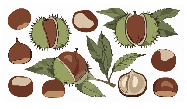 Stylized hand-drawn chestnut vector set with leaves and shells on white background