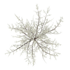 Obraz premium White flowering bush isolated on transparent background. Flowering shrub isolated on transparent background. white flower bush shrub isolated on white background. Flowering bush or shrub PNG.