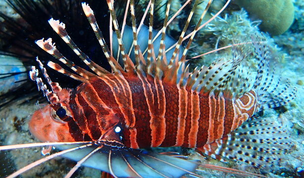 Philippines sea life