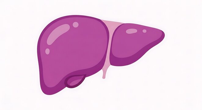 Liver anatomy illustration for medical education.