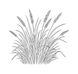 Line of a clump of wild grass with seed heads © Tofaas