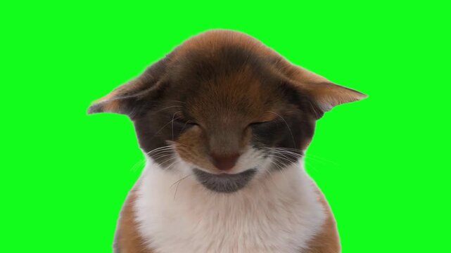 Funny kitten turns into a puppy on a green background. Animated cinemagraph, parallax animation, based on an original photograph.
