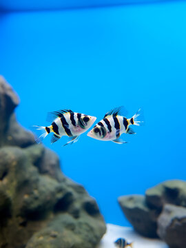 Zebrafish Pair Dancing in Aquarium