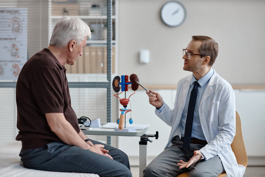 Middle aged Caucasian male urologist explaining urinary system model to senior Caucasian man during medical consultation in clinic examination room, both seated and engaged in discussion