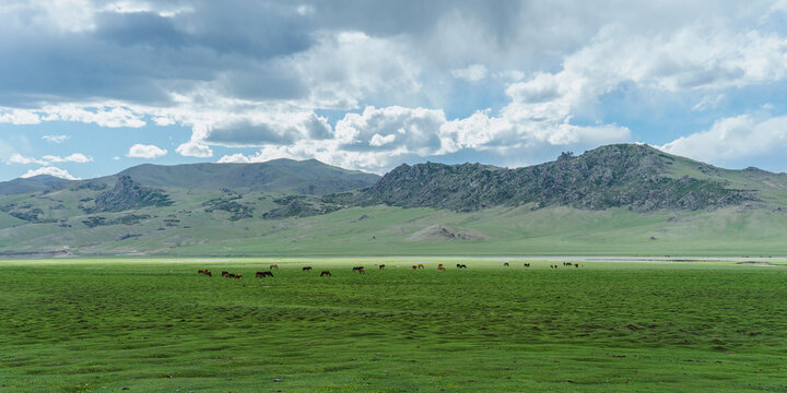 Horses in vast Mongolian Steppe