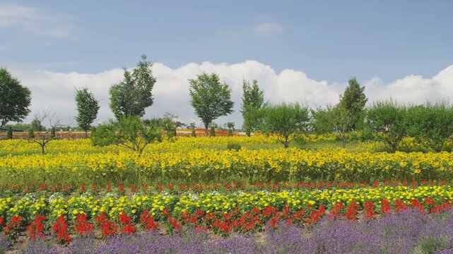 美瑛ぜるぶの丘のお花畑