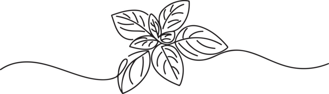 Continuous line, basil leaves line art vector illustration. one line Icon drawing