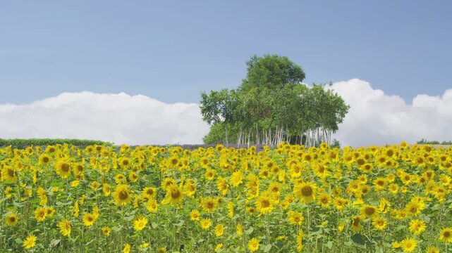 美瑛ぜるぶの丘のひまわり花畑