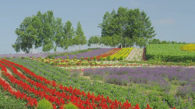 美瑛ぜるぶの丘のお花畑