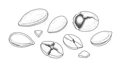 Fototapeta premium Hand drawn of cracked and whole almonds white nuts food