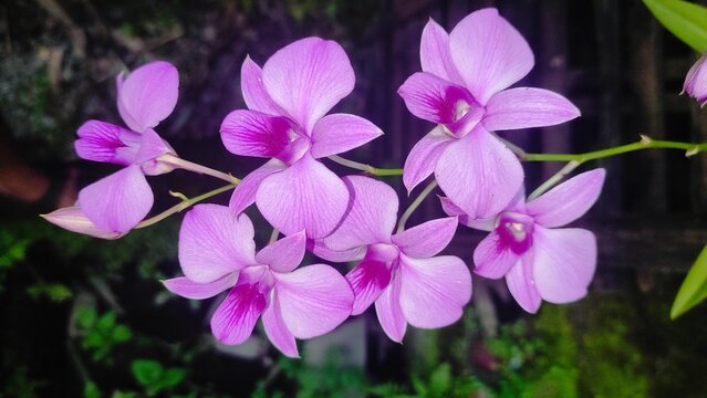 Dendrobium Bigibbum or orchid larat, dendrobium larat growing in the garden, bunga Anggrek or orchid, beautiful purple flower in the garden.