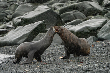 Fototapeta premium wildlife at half moon bay Antartic Peninsula