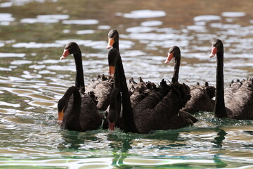 Black swans swimming. black swans against the background of water.High quality photo © Broker_Aleksandr