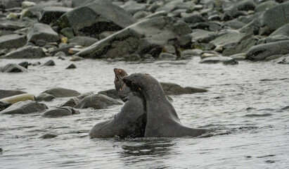 Naklejka premium wildlife at half moon bay Antartic Peninsula