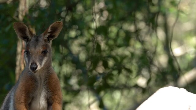 Swamp Wallaby Standing Still and Looking Around in Natural Habitat