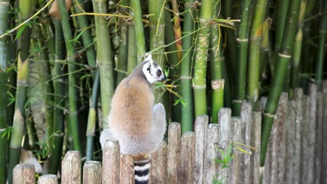 Ring-Tailed Lemur Sitting on a Wooden Fence in Bamboo Forest