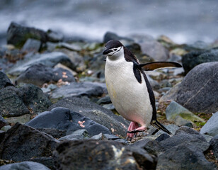 Fototapeta premium wildlife at half moon bay Antartic Peninsula
