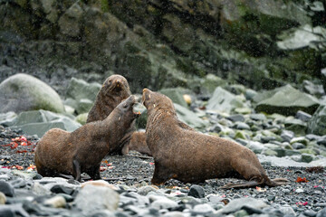 Fototapeta premium wildlife at half moon bay Antartic Peninsula
