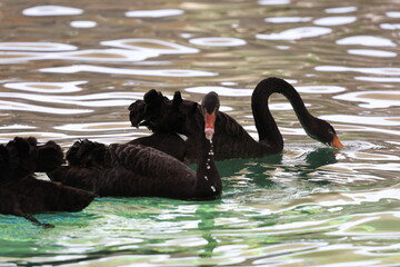 Black swans swimming. black swans against the background of water.High quality photo © Broker_Aleksandr