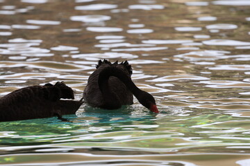 Black swans swimming. black swans against the background of water.High quality photo © Broker_Aleksandr