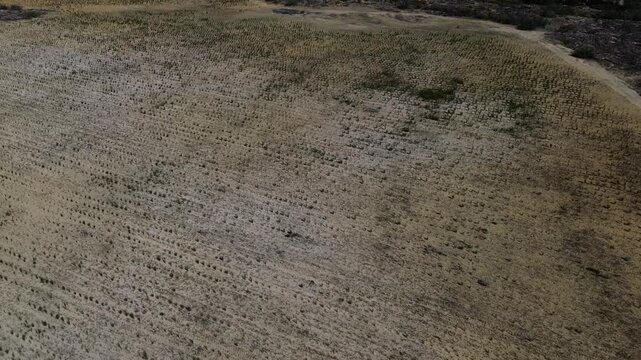 Camera rising up over a big field of Small bushes of Rooi Bos Tea growing in rows. The tea is also called bush tea, red tea, Red Bush Tea, Aspalathus linearis. 4K Aerial Video.
