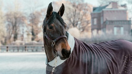 Elegant dark bay horse wearing a luxury winter rug in a snowy estate setting evokes high-end equestrian lifestyle for premium advertising. © Simeon