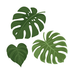 Single Tropical Monstera Deliciosa Green Leaf Vector Illustration © Tamila