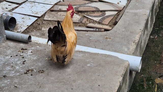 Golden Serama Bantam Rooster Walking in the Backyard - Exotic Ornamental Chicken