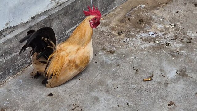 Golden Serama Bantam Rooster rest in the Backyard - Exotic Ornamental Chicken