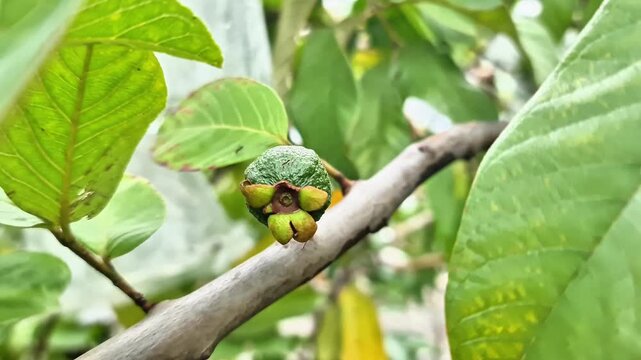 A cinematic close-up of a young guava fruit (Psidium guajava) growing naturally on a tree branch, surrounded by lush green leaves in a tropical garden. The video captures organic farming, freshness, a