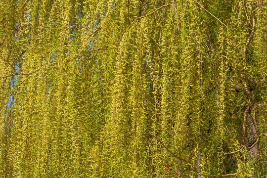 Gr&uuml;n-gelbe Weiden&auml;ste im Fr&uuml;hling, &Auml;ste, Zweige, Deutschland