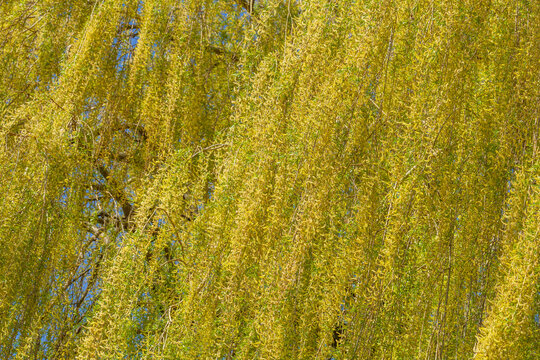 Gr&uuml;n-gelbe Weiden&auml;ste im Fr&uuml;hling, &Auml;ste, Zweige, Deutschland