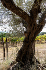 Fototapeta premium Old olive tree trunk in vineyard countryside
