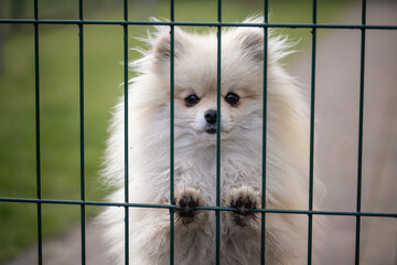 Mały pies rasy pomeranian za ogrodzeniem – smutne spojrzenie © Ignacy