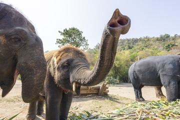 Fototapeta premium Playful and happy baby elephant calf with its trunk up. This cute young animal shows joyful moment in nature. close up wildlife portrait of family herd in sanctuary
