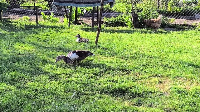 Young Loman Brown chickens in the pen eating food and pecking