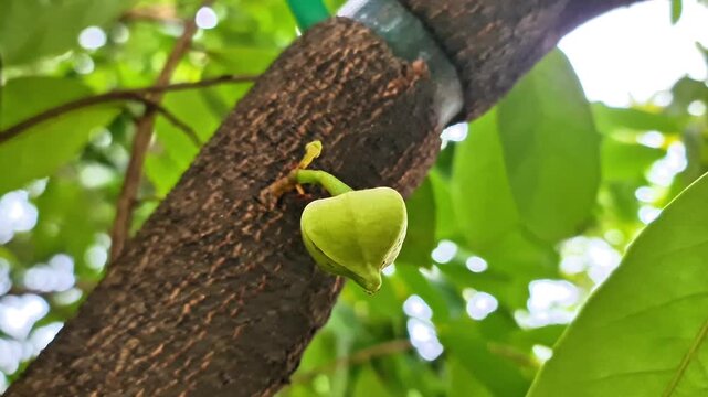 Close-up cinematic footage of a young Annona muricata flower bud emerging directly from the tree trunk in a lush tropical environment. This rare and fascinating natural detail highlights the early gro