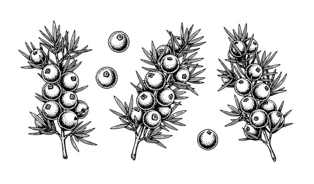Engraving-style juniper berries and leaves vector illustration in black line art for vintage botanical design