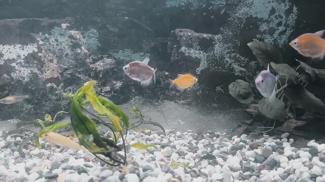 Fish eat food in the aquarium