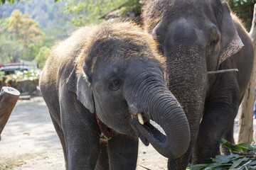 Fototapeta premium Portrait of young asian elephant calf showing calm emotion with raised trunk next to older animal standing outdoors in natural wildlife sanctuary surrounded by beautiful green summer nature