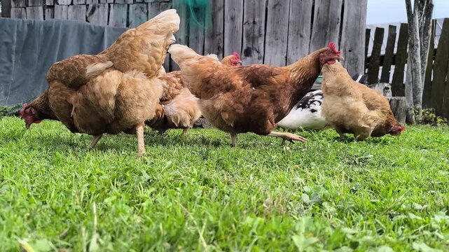 Young Loman Brown chickens in the pen eating food and pecking