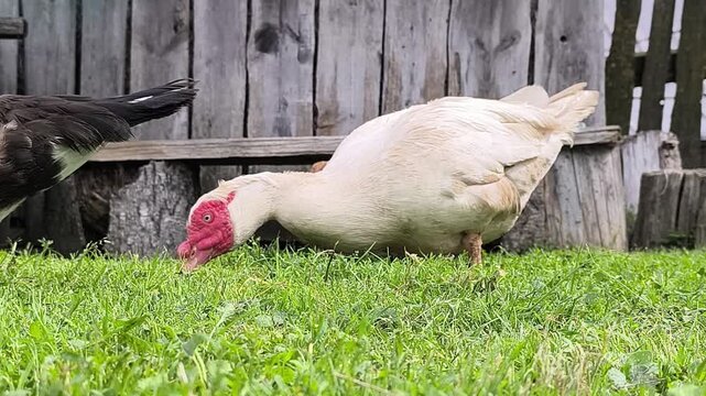 Young Loman Brown chickens in the pen eating food and pecking