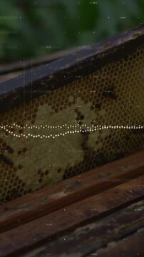 Vertical video: Gloved hand lifting hive frame checking comb and bees while waveform showing health