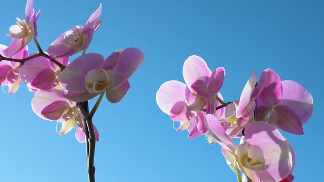 Vibrant pink orchids swaying gently in a light breeze against a clear blue sky on a bright sunny day, delicate floral motion