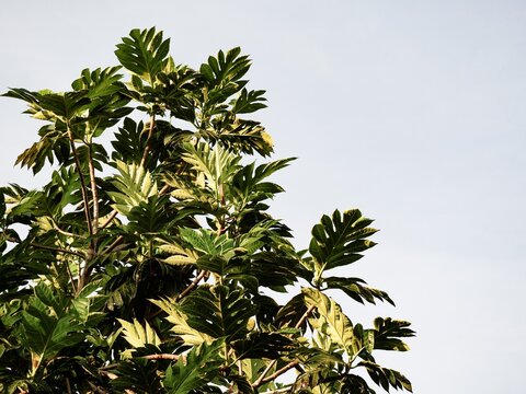 Large, vibrant lobed leaves of a tropical breadfruit tree reaching toward a clear, bright sky in the morning sunlight, highlighting exotic botanical textures and lush island greenery.