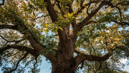 Obraz premium Towering broadleaf trunk splitting into twisting primary branches in park, showing textured bark